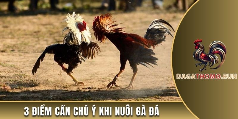 3 điểm cần chú ý khi nuôi gà đá