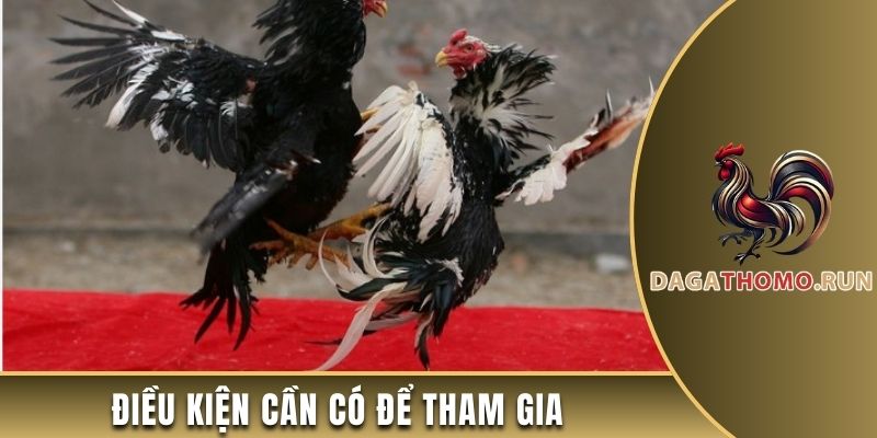 3 điều kiện cần đáp ứng nếu muốn tham gia các trường gà