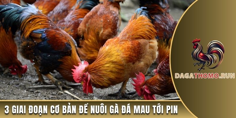 3 giai đoạn cơ bản để nuôi gà đá mau tới pin