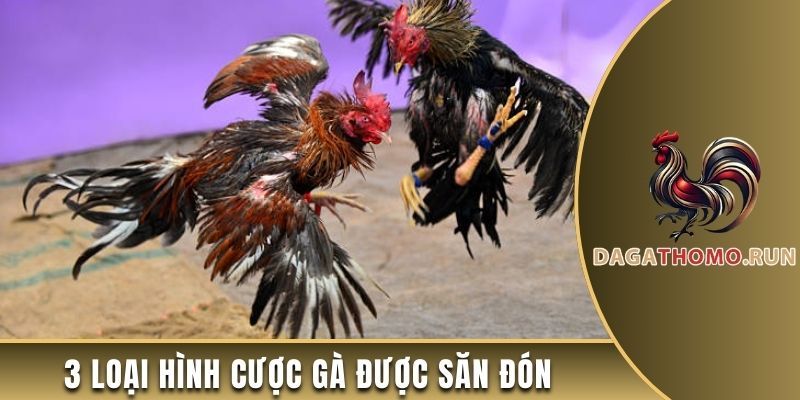 3 loại hình cược gà được săn đón nhất