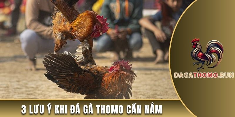 3 lưu ý khi đá gà Thomo cần nắm