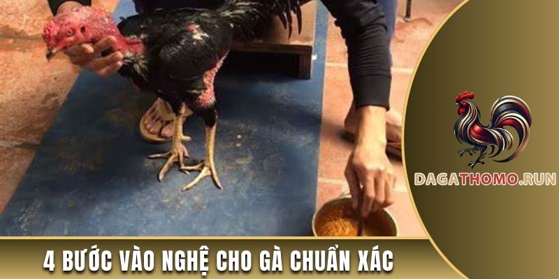 4 bước vào nghệ cho gà chuẩn xác