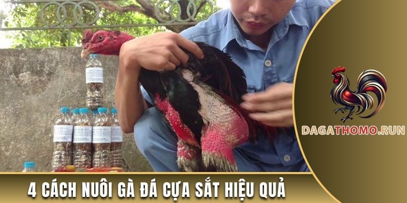 4 cách nuôi gà cựa sắt hiệu quả