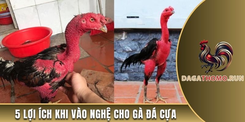 5 lợi ích khi vào nghệ cho gà đá cựa