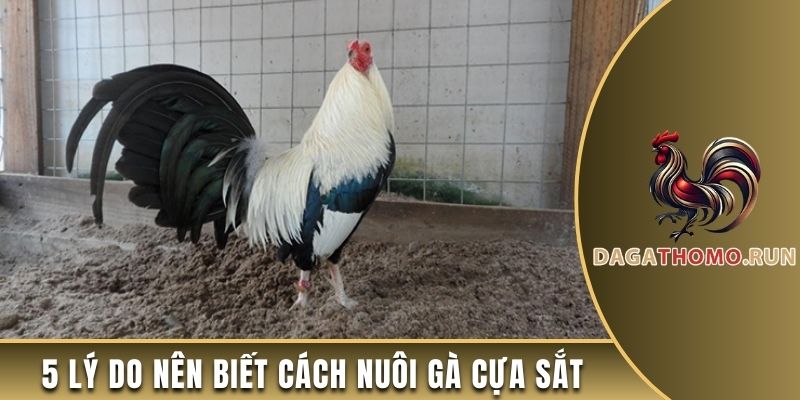 5 lý do nên biết cách nuôi gà cựa sắt