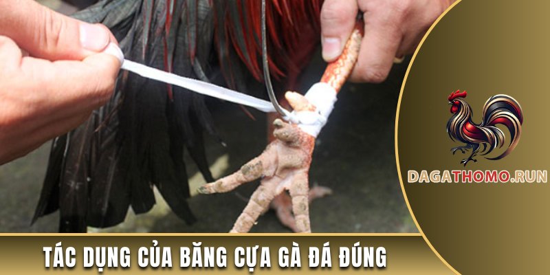 Băng cựa gà đá đúng cách có tác dụng gì?