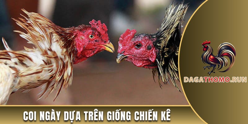 Bật mí cách coi ngày dựa trên giống chiến kê