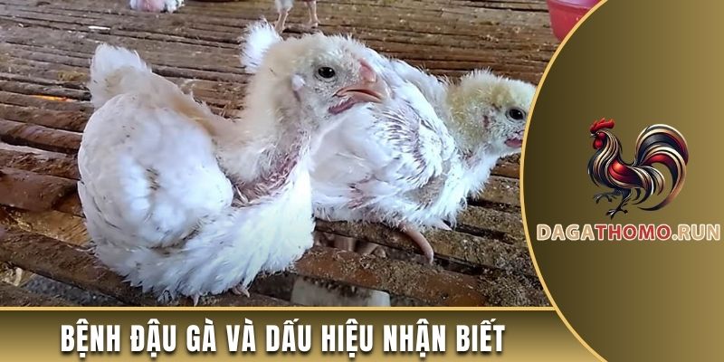 Bệnh đậu gà và các dấu hiệu nhận biết