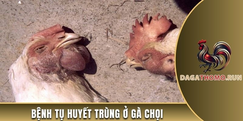 Bệnh tụ huyết trùng ở gà chọi và nguyên nhân
