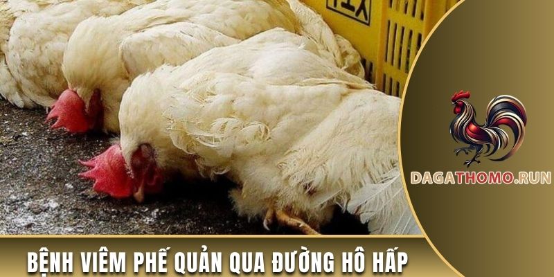 Bệnh viêm phế quản lây lan qua đường hô hấp của gà