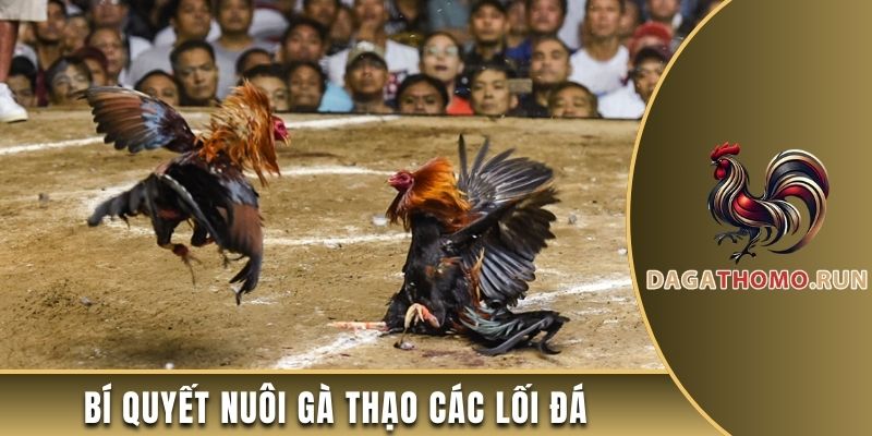 Bí quyết nuôi gà thạo các lối đá
