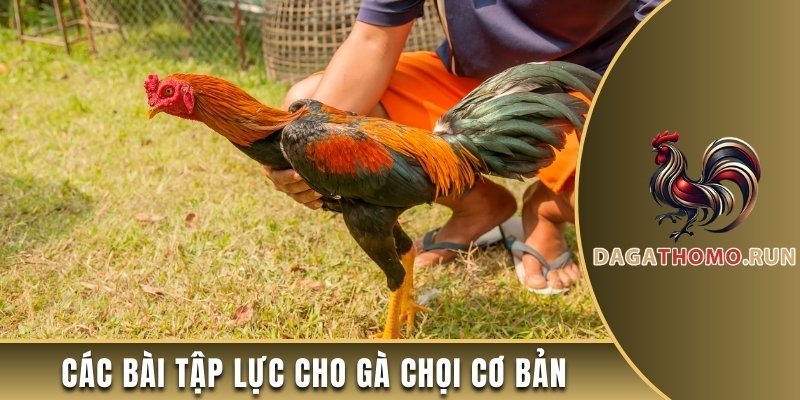 Các bài tập lực cho gà chọi cơ bản