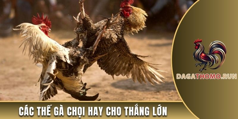 Các thế gà chọi hay cho thắng lớn