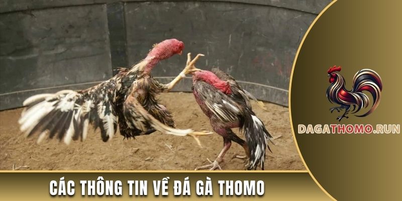 Các thông tin về đá gà Thomo