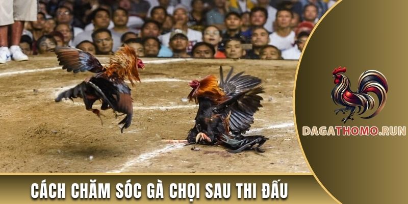 Cách chăm gà chọi cựa sắt sau thi đấu