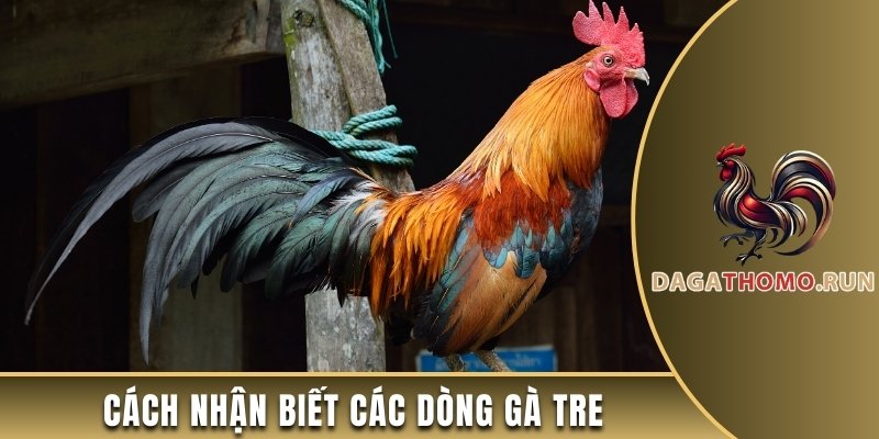 Cách nhận biết các dòng gà tre