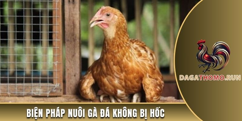 Cách nuôi gà đá không bị hốc