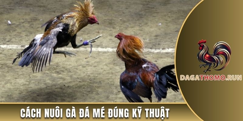 Cách nuôi gà đá mé đúng kỹ thuật