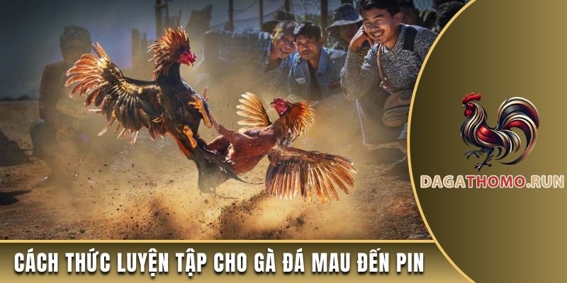 Cách thức luyện tập cho gà đá mau đến pin
