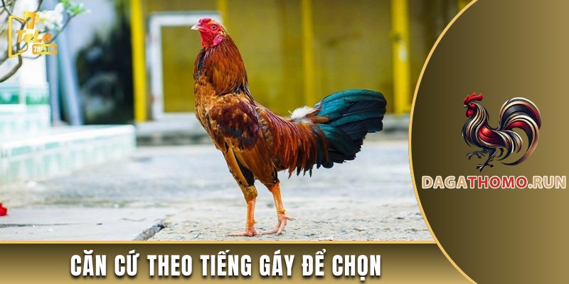 Căn cứ theo tiếng gáy để chọn