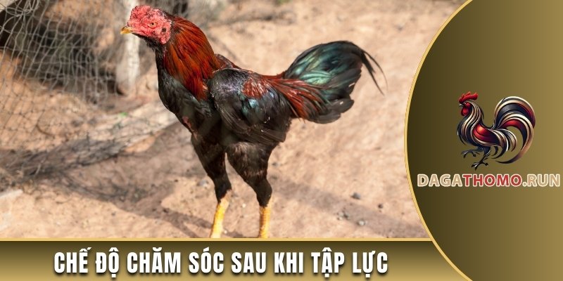Chế độ chăm sóc sau khi tập lực