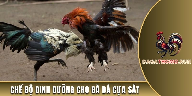 Chia sẻ chế độ dinh dưỡng cho gà đá cựa sắt