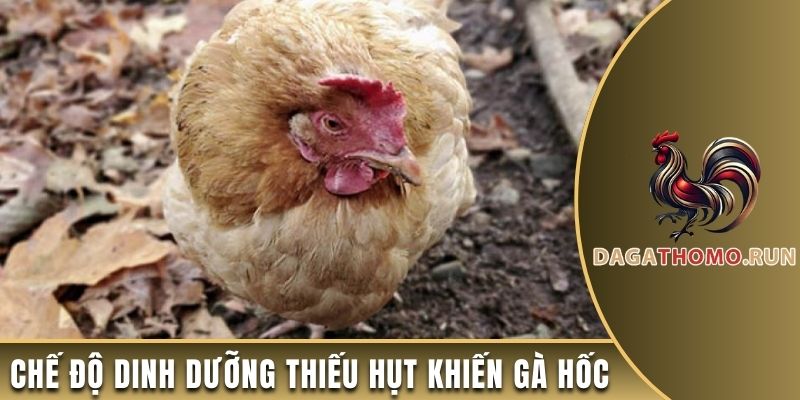 Chế độ dinh dưỡng không cân bằng khiến gà bị hốc