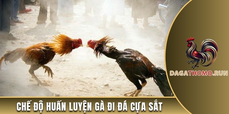 Chế độ huấn luyện gà đi đá cựa sắt đúng chuẩn