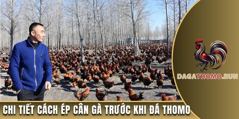 Chi tiết cách ép cân gà trước khi đá Thomo