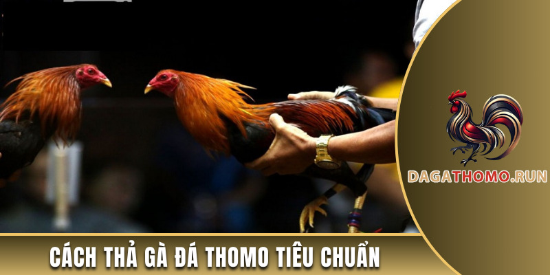 Chia sẻ cách thả gà tiêu chuẩn tại Thomo