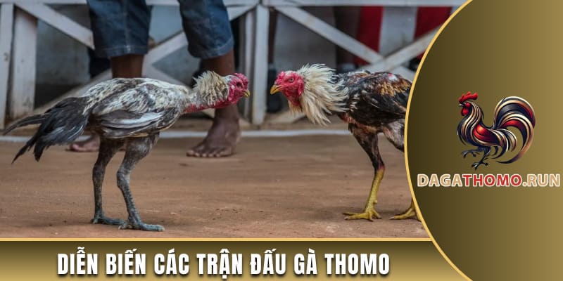 Diễn biến các trận đấu gà Thomo