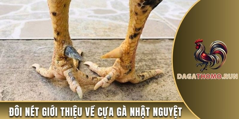 Đôi nét giới thiệu về cựa gà Nhật Nguyệt