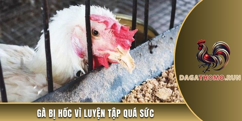 Gà đá bị hốc vì luyện tập quá sức