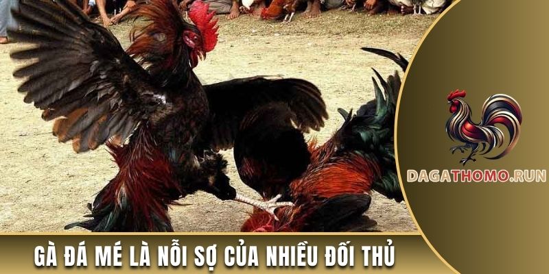 Gà đá mé là nỗi sợ của nhiều đối thủ