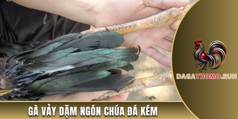Gà vảy dậm ngón chúa có lối đá rất kém