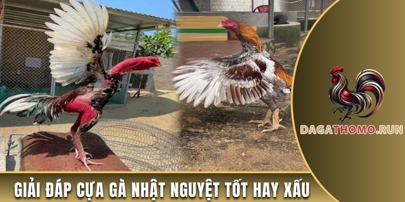 Giải đáp cựa gà Nhật Nguyệt tốt hay xấu