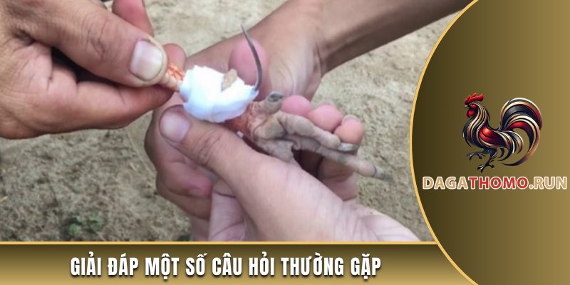 Giải đáp một số câu hỏi thường gặp