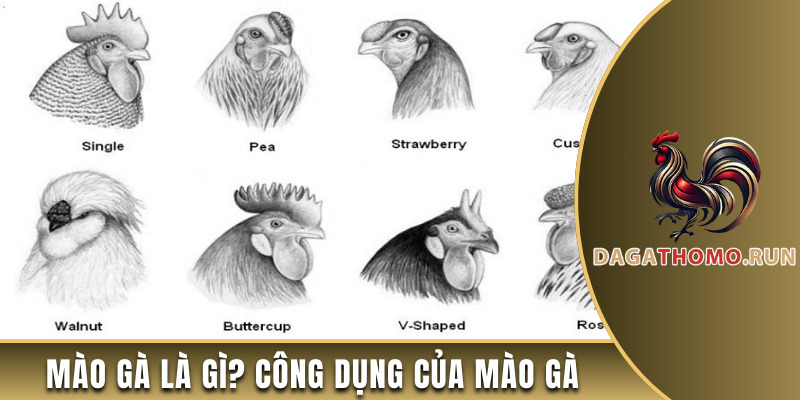 Giải thích khái niệm mồng gà và công dụng của nó