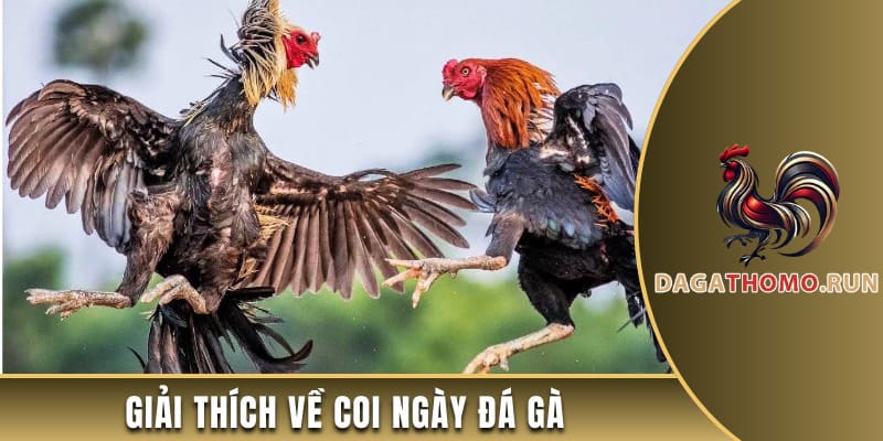 Giải thích về coi ngày đá gà