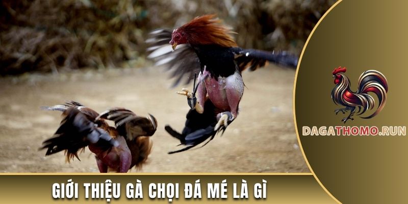 Giới thiệu gà chọi đá mé là gì