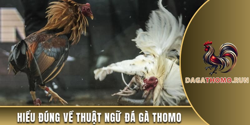 Hiểu đúng đá gà Thomo là gì?