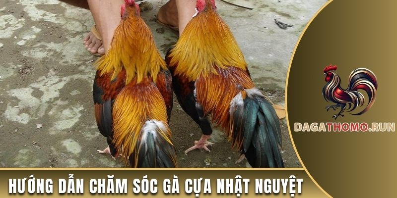 Hướng dẫn chăm sóc gà cựa Nhật Nguyệt