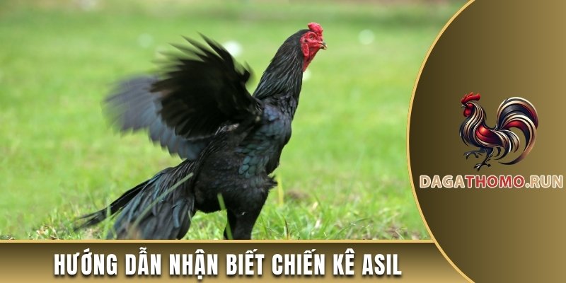 Hướng dẫn nhận biết chiến kê Asil