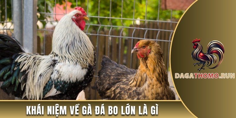 Khái niệm về gà đá bo lớn là gì