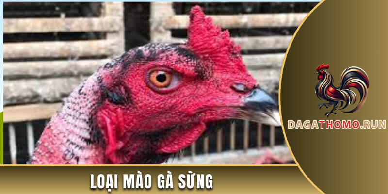Loại mồng gà này nhìn xa như một chiếc sừng