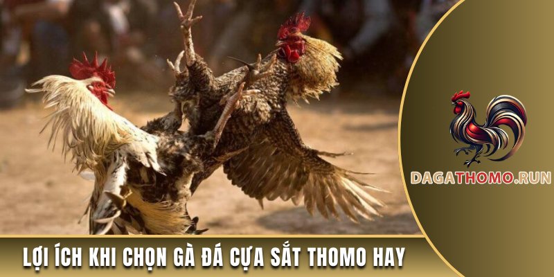 Lợi ích của việc chọn gà đá cựa sắt Thomo hay