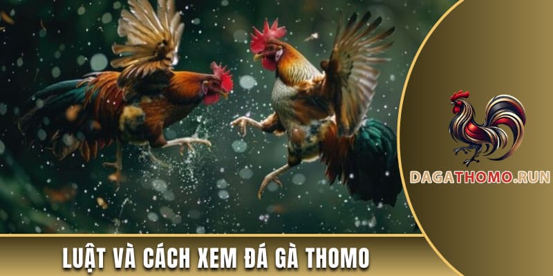Luật và cách xem đá gà thomo