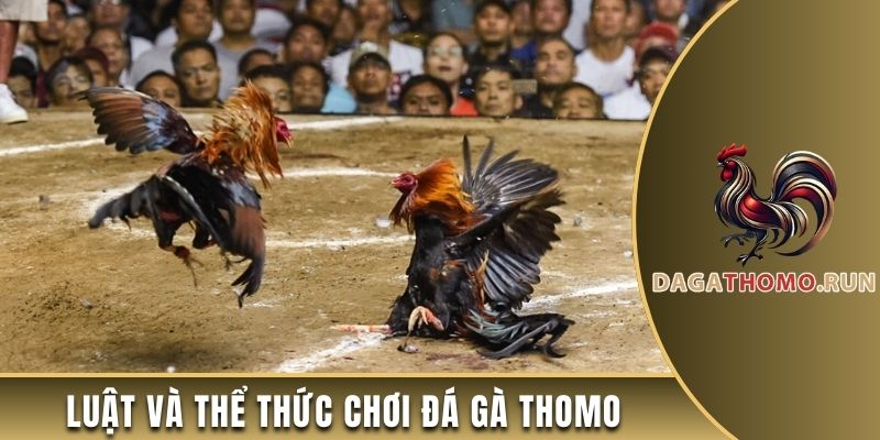 Luật và thể thức chơi đá gà Thomo