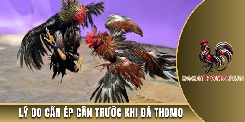 Lý do cần ép cân trước khi đá Thomo