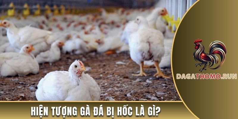 Lý giải hiện tượng gà đá bị hốc